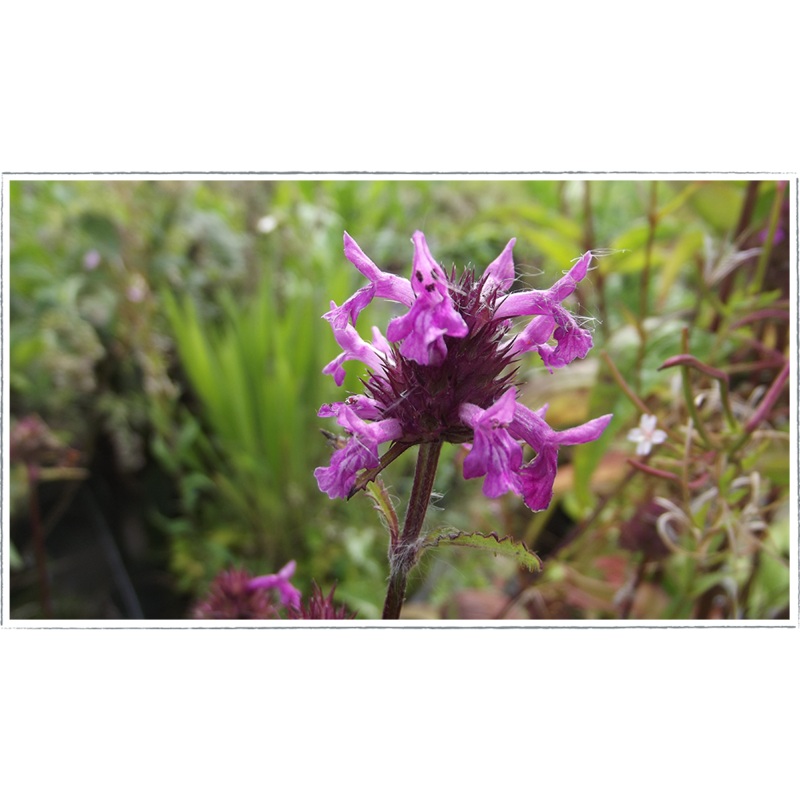 Betony|Stachys officinalis