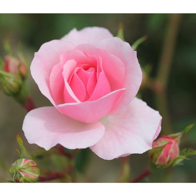 Bonica Bush Rose 3L