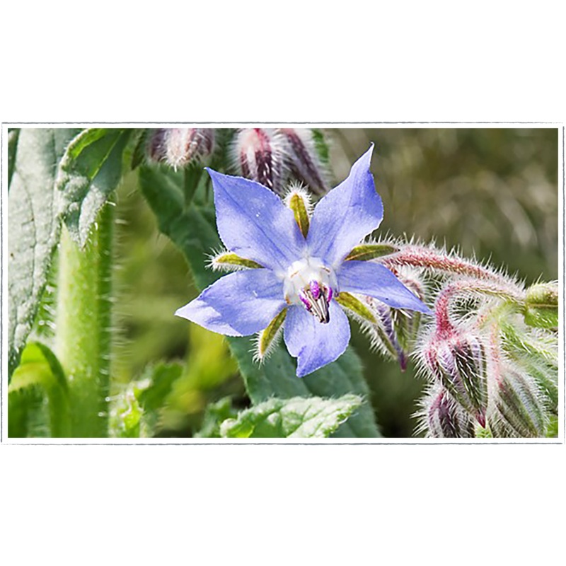 Borage|Borago officinalis