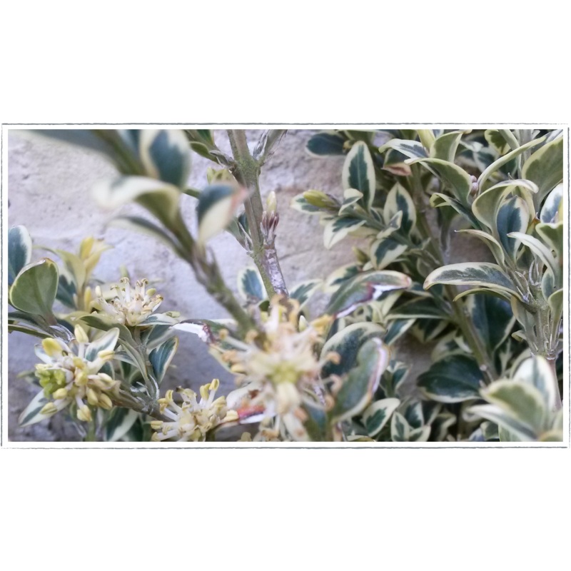 Box – variegated|Buxus sempervirens elegantissima