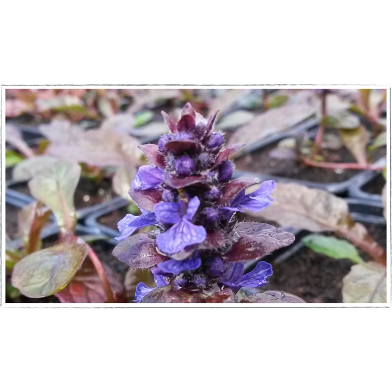 Bugle – bronze|Ajuga reptans