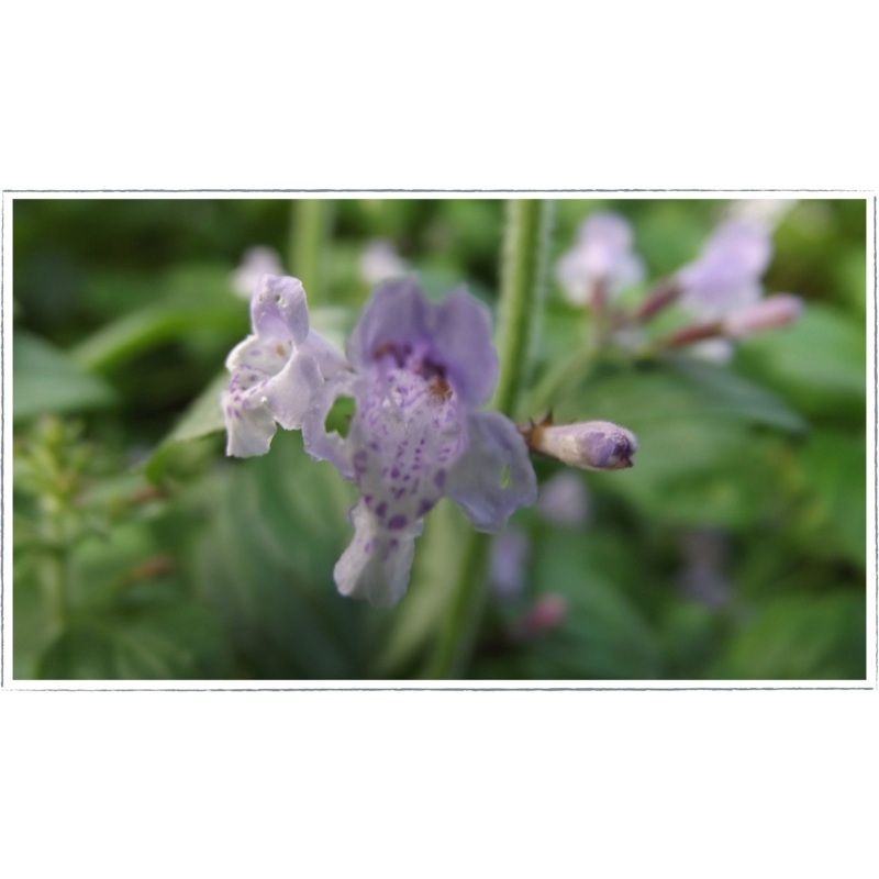 Calamint – lesser|Calamintha nepeta