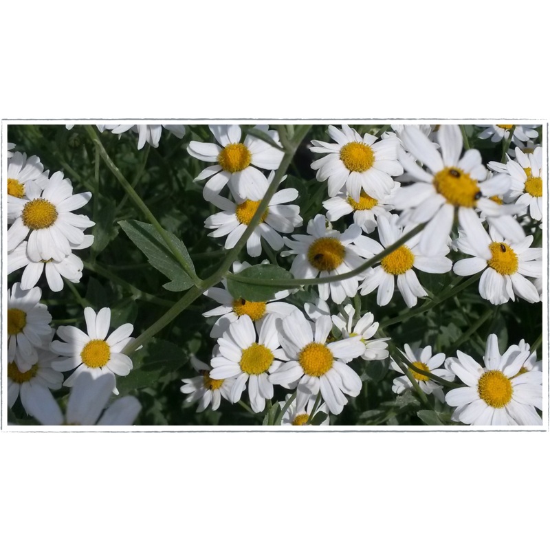 Camphor plant|Tanacetum balsamita var.tomentosum