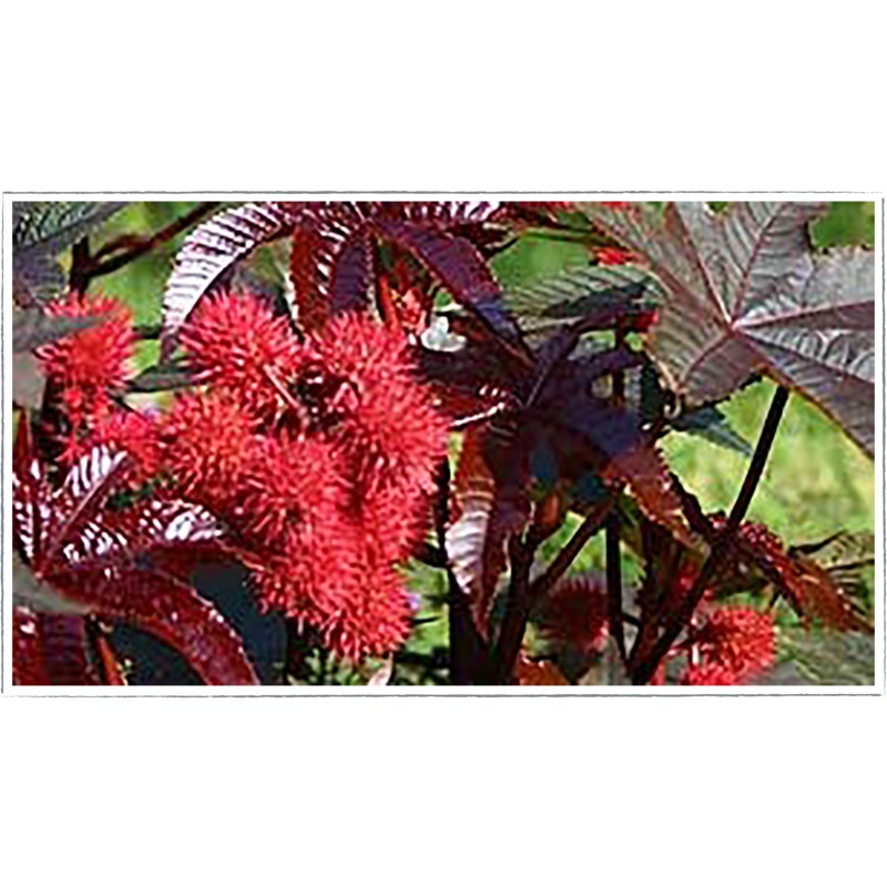 Castor oil plant|Ricinus communis