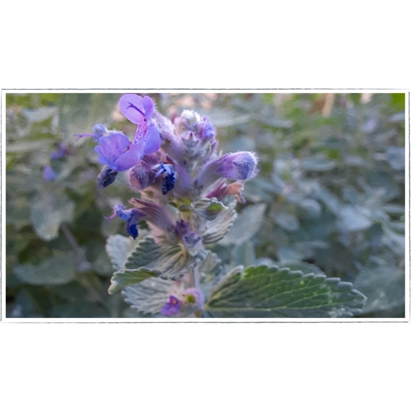 Catmint|Nepeta Mussinii