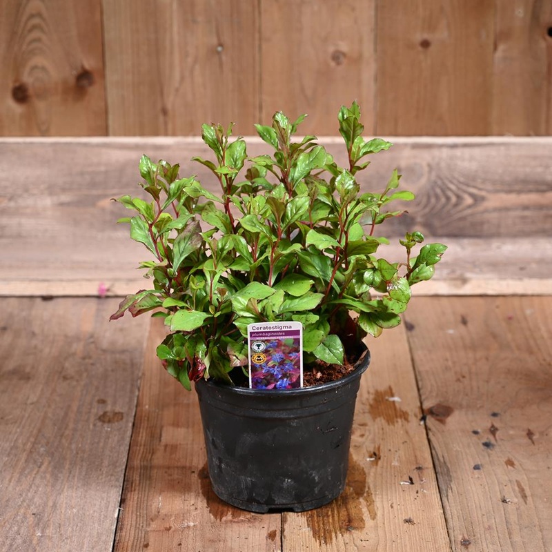 Ceratostigma Plumbaginoides 2L