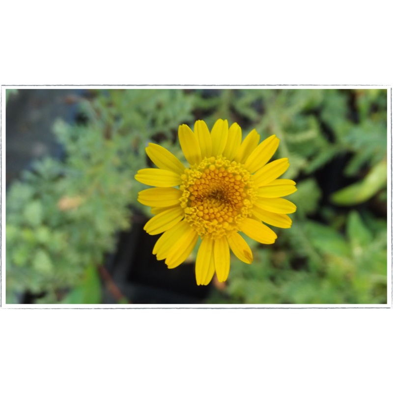 Chamomile – dyers|Anthemis tinctoria