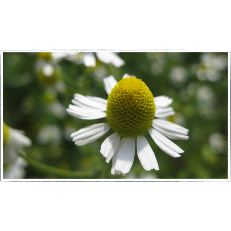 Chamomile – German|Matricaria chamomilla