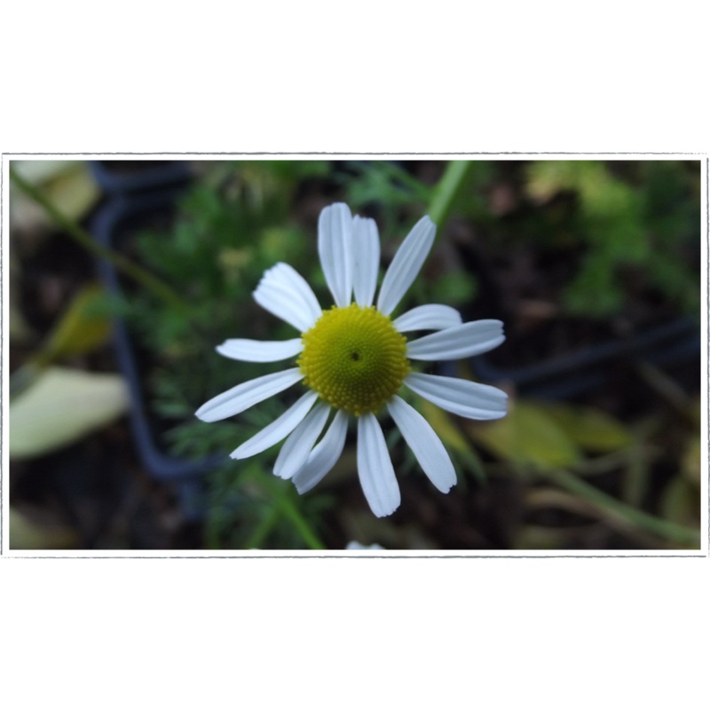 Chamomile – Roman|Chamaemelum nobilis