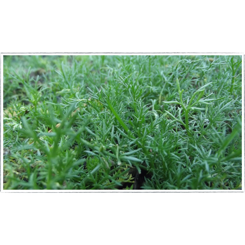 Chamomile – treneague|Chamaemelum nobilis treneague