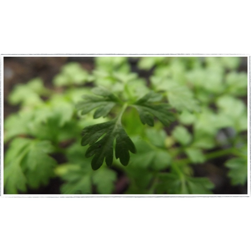 Chervil|Anthriscus cerefolium