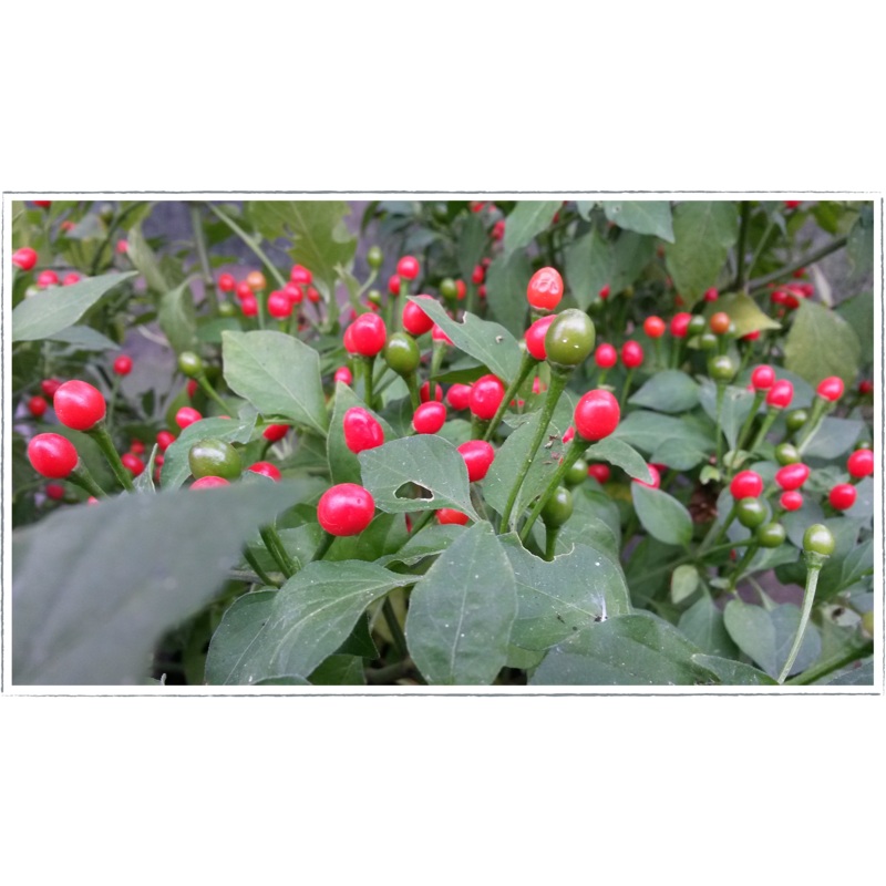 Chilli|Capsicum annuum