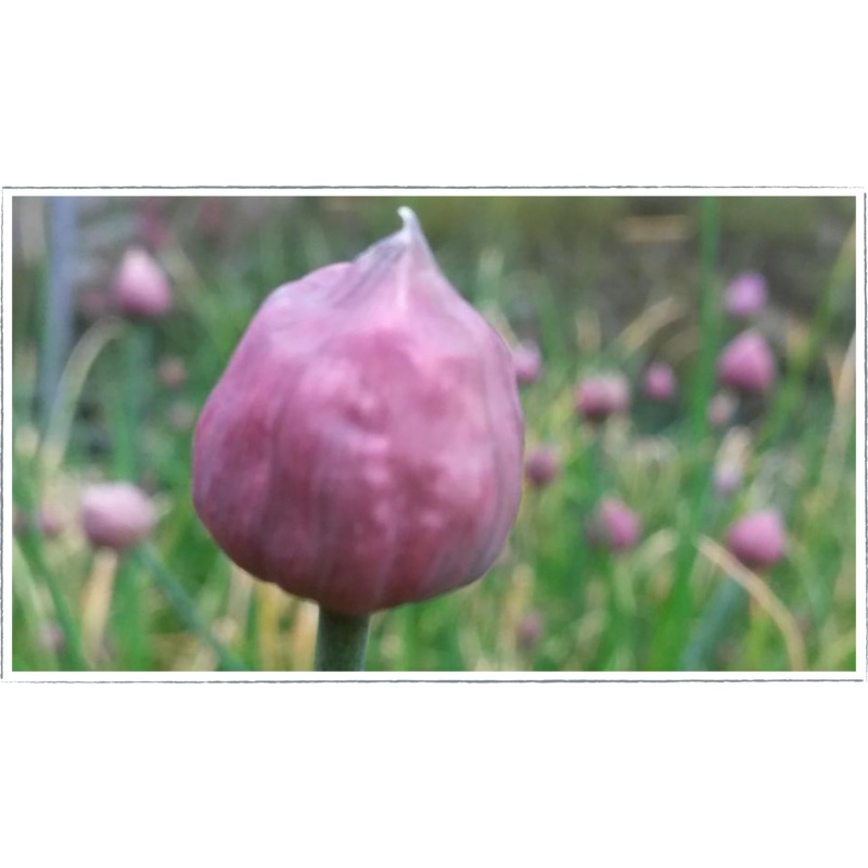 Chives|Allium schoenoprasum