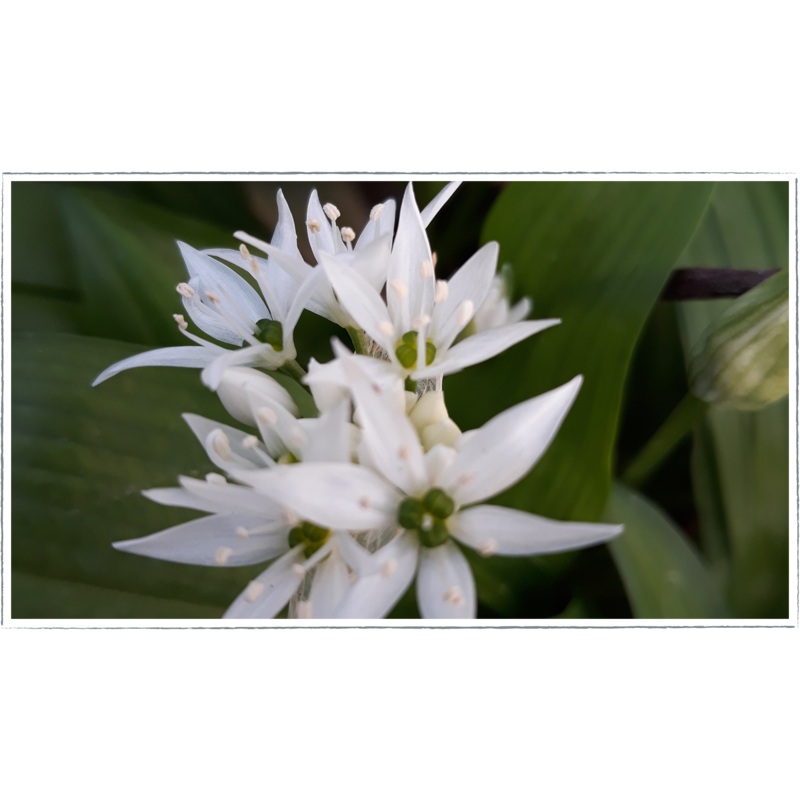 Chives – garlic|Allium tuberosum