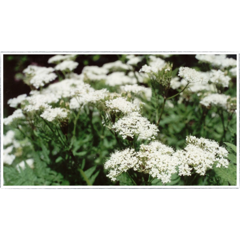 Cicely – sweet|Myrrhis odorata