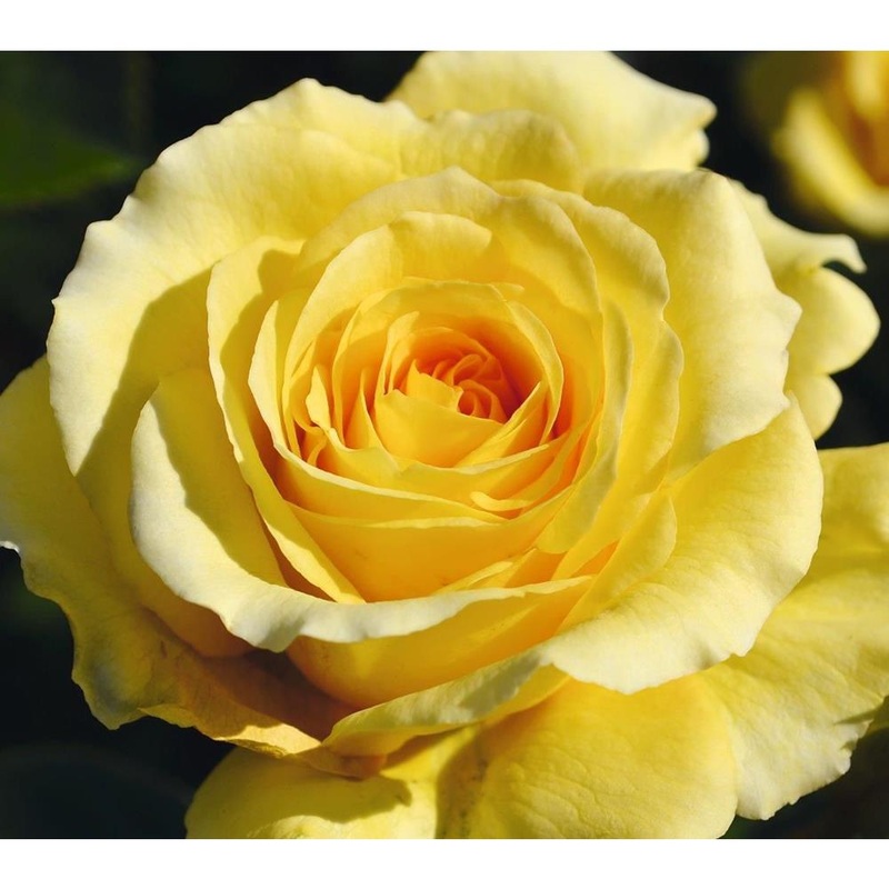 Climbing Rose Sommergold  4L