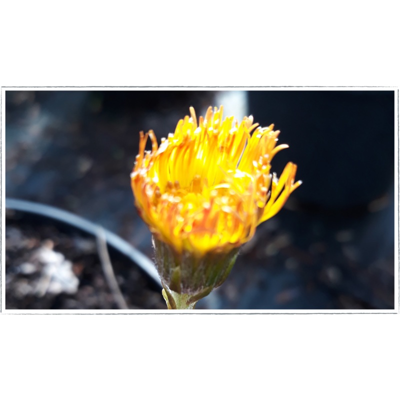 Coltsfoot|Tussilago Farfara
