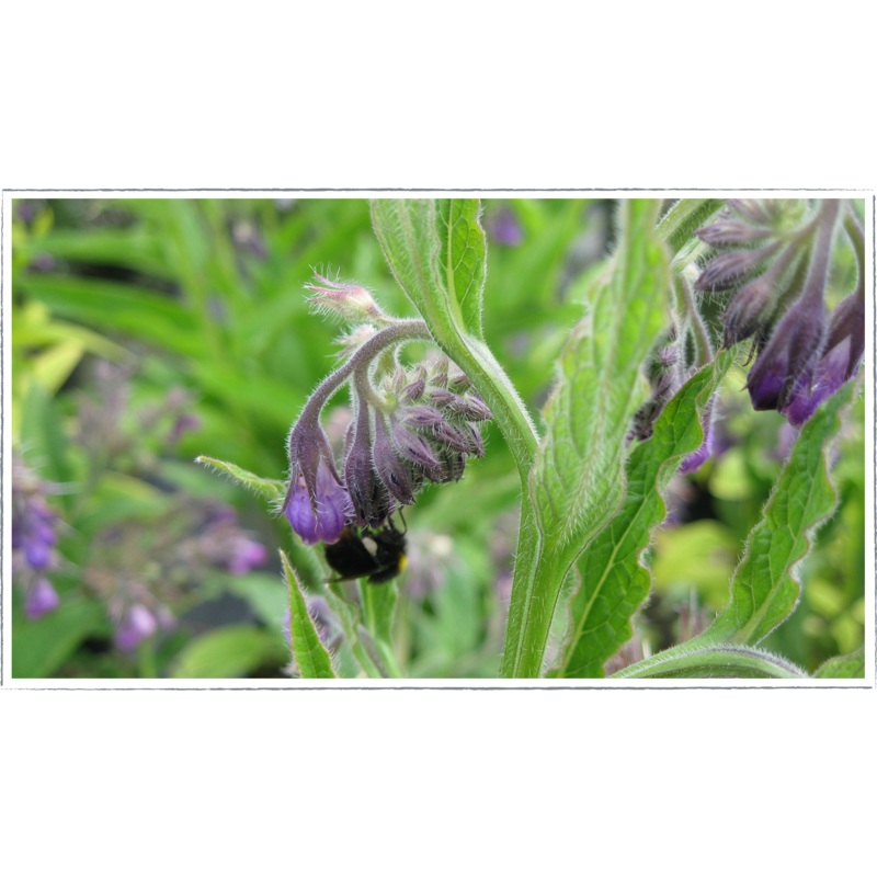 Comfrey|Symphytum Officnale