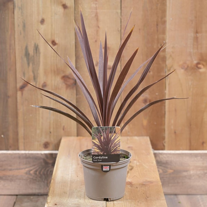 Cordyline Red Star 1L