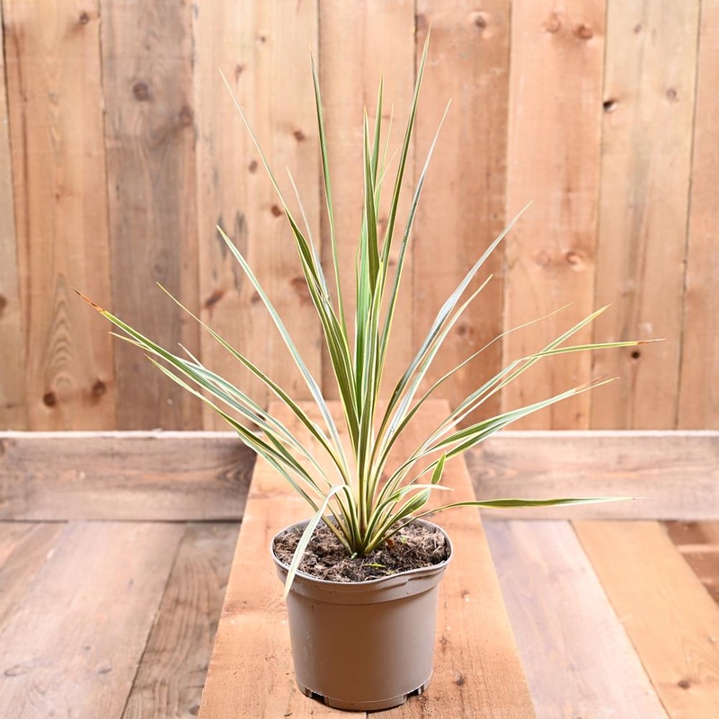 Cordyline Sparkler 2L