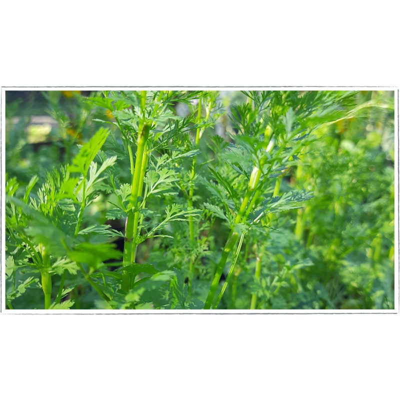 Coriander|Coriandrum sativum
