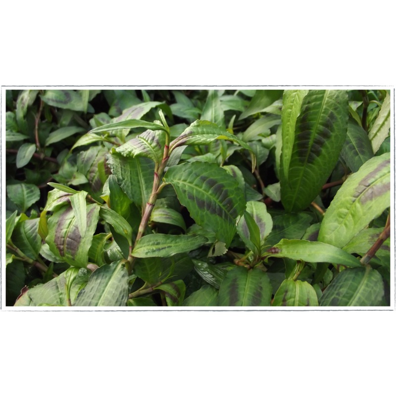 Coriander- Vietnamese|Perscaria odoratum