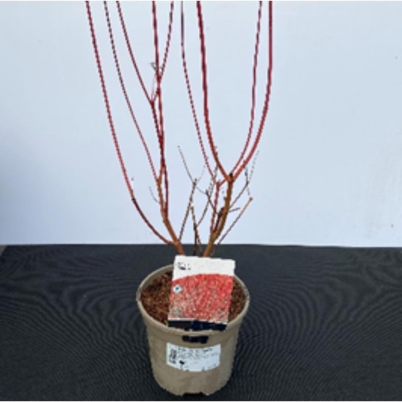 Cornus Alba Sibirica 3L