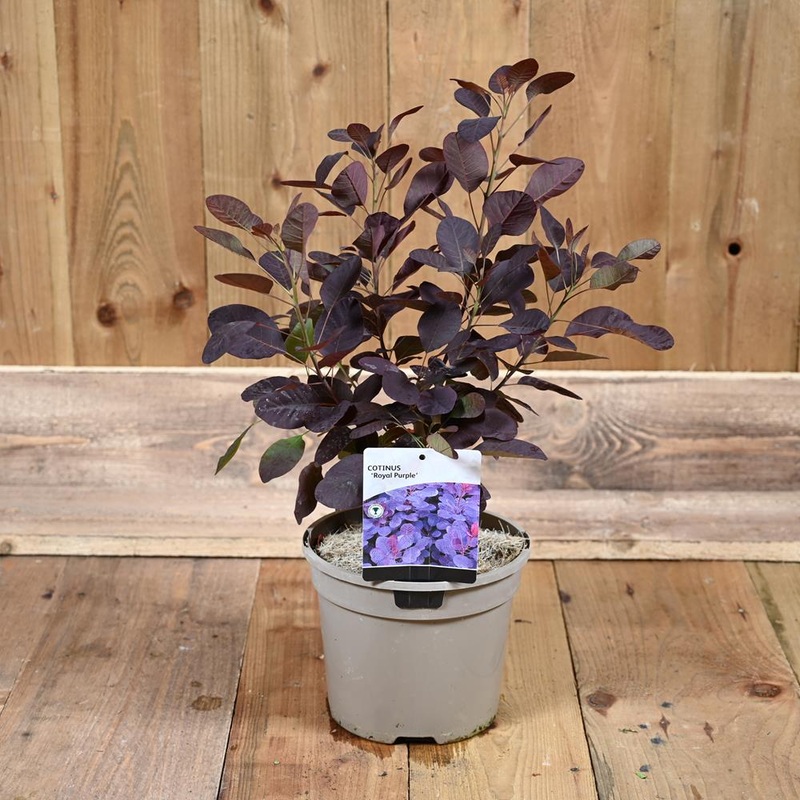 Cotinus Cogg. ‘Royal Purple’ 3L