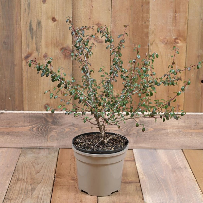 Cotoneaster Coral Beauty 3L