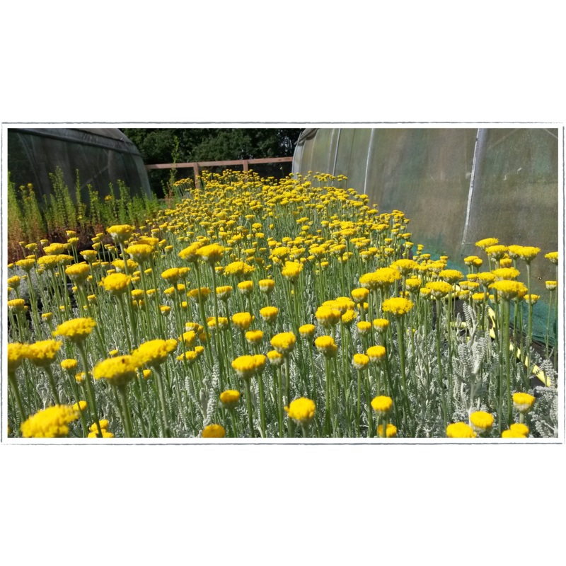Cotton lavender|Santolina chamaecyparissus