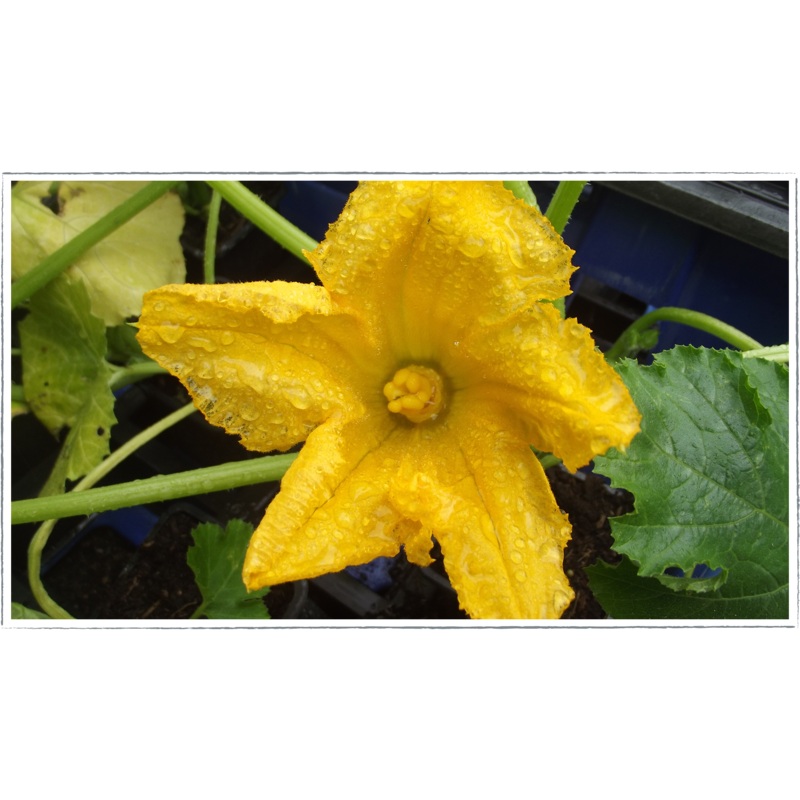 Courgette|Curcubito pepo
