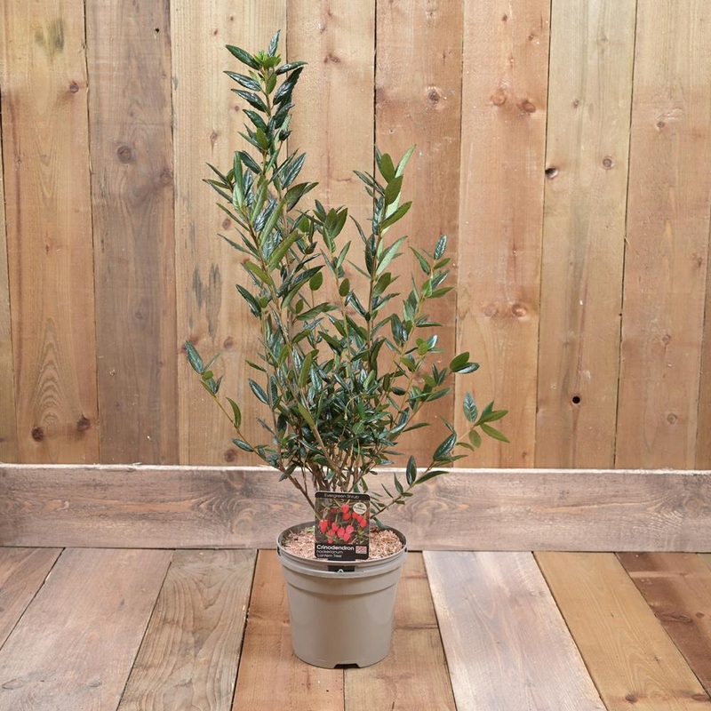 Crinodendron Hookerianum 3L