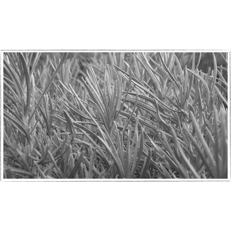Curry plant|Helichrysum italicum