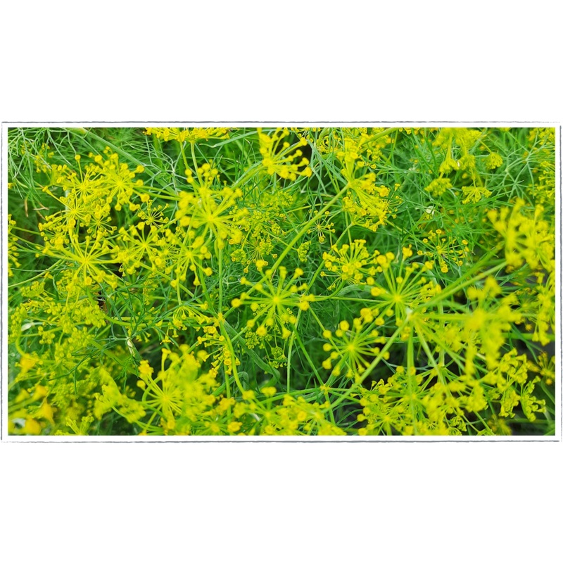 Dill|Anethum graveolens