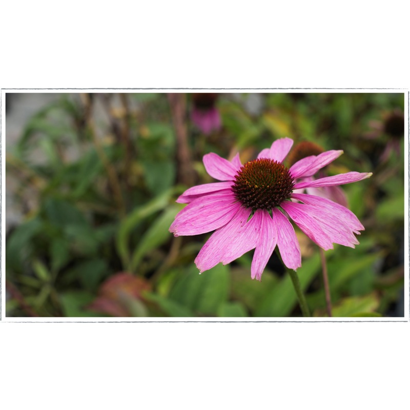 Echinacea|Echinacea purpurea