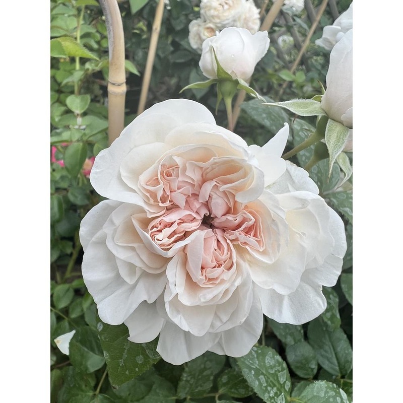 Eisa Courtyard Premium Climbing Rose 4L