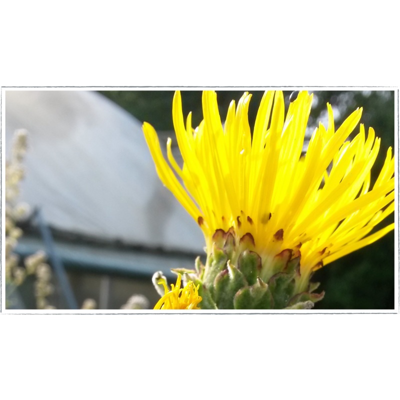 Elecampane|Inula helenium