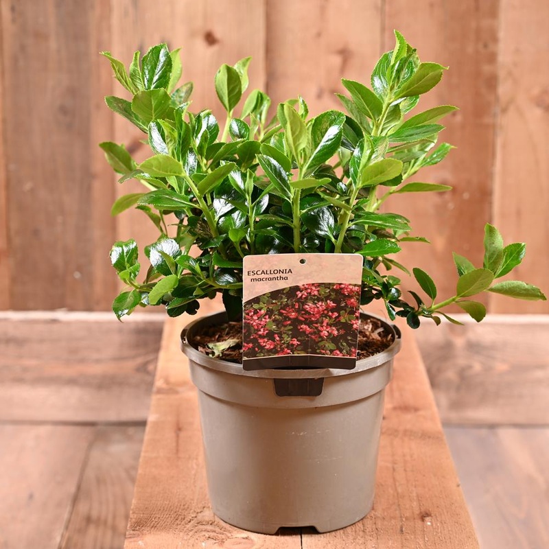 Escallonia Rubra ‘Macrantha’ 3L
