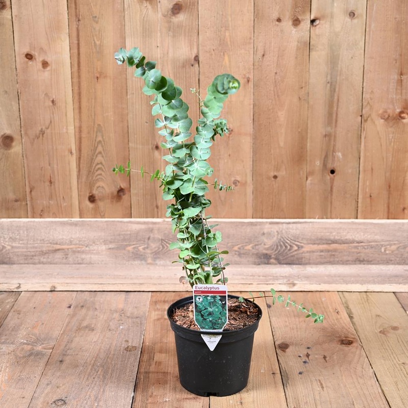 Eucalyptus Gunnii 3L