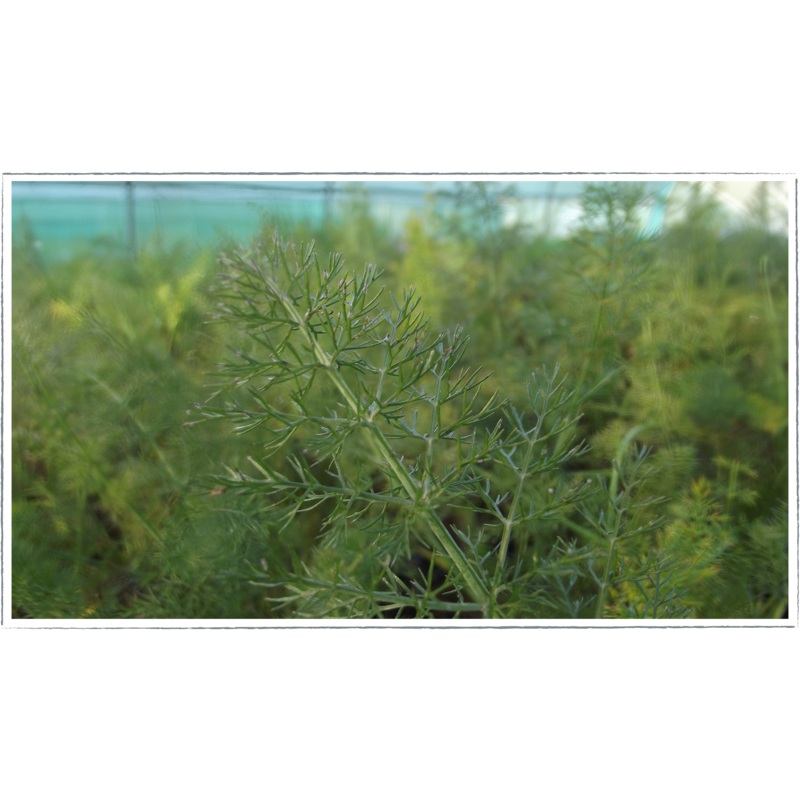 Fennel – bronze|Foeniculum vulgare purpureum