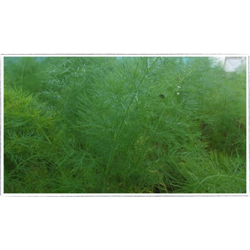 Fennel – green|Foeniculum vulgare