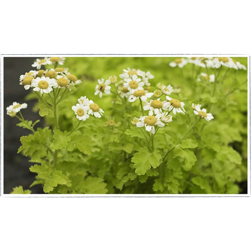 Feverfew – golden|Tanacetum parthenium aurea