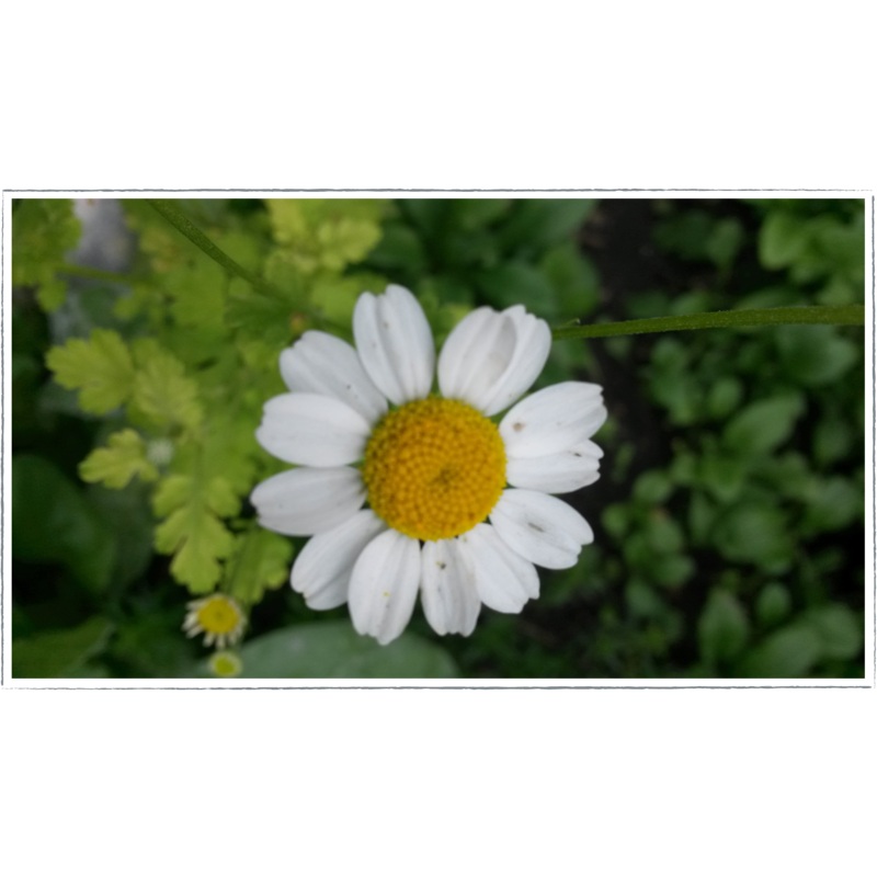 Feverfew – wild|Tanacetum parthenium