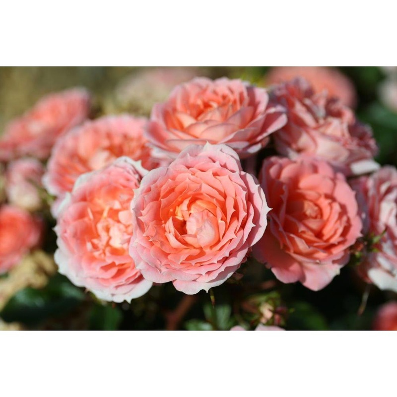 Flower Power 3L