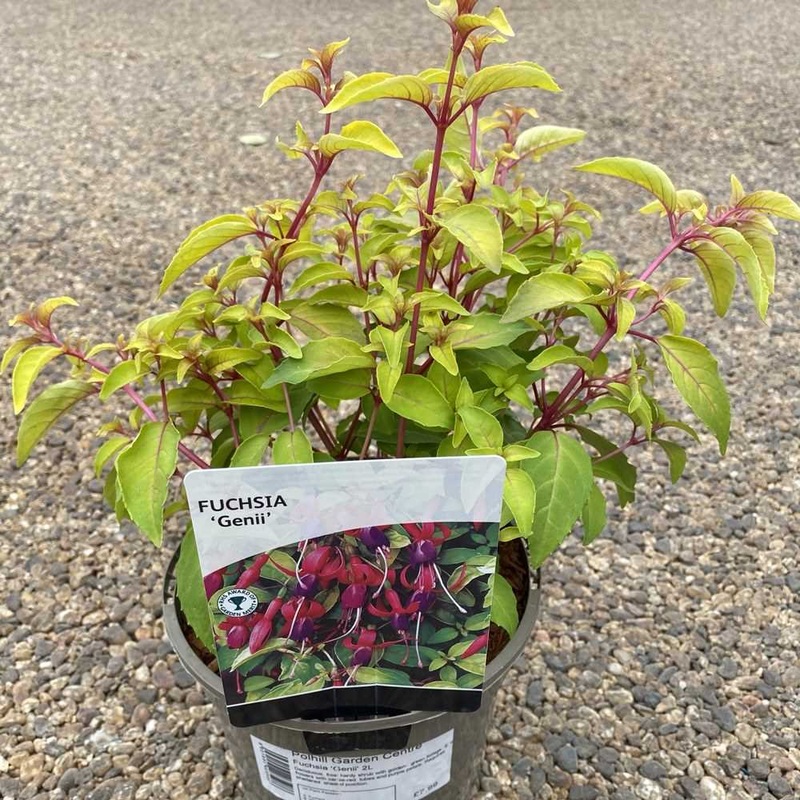 Fuchsia ‘Genii’ 2L