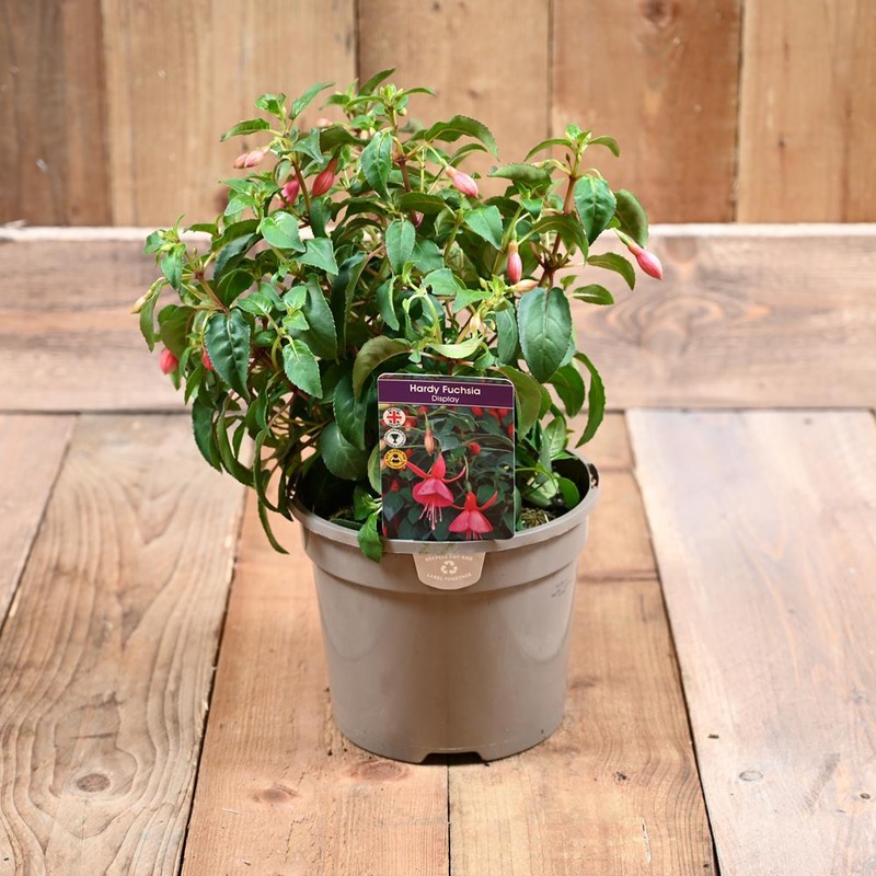 Fuchsia Hardy Display 3 L