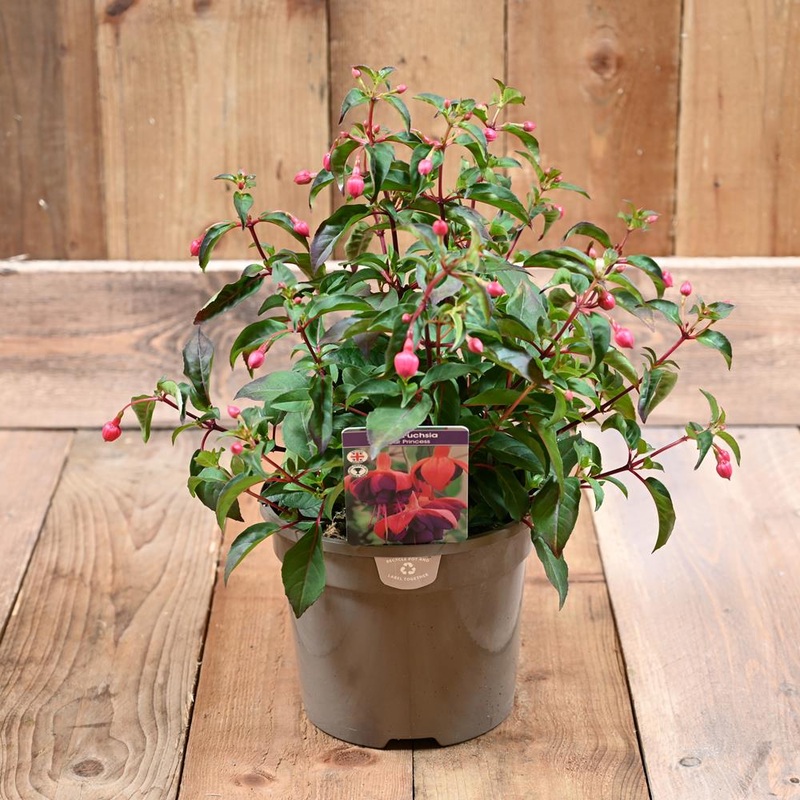 Fuchsia Hardy Dollar Princess 3 L