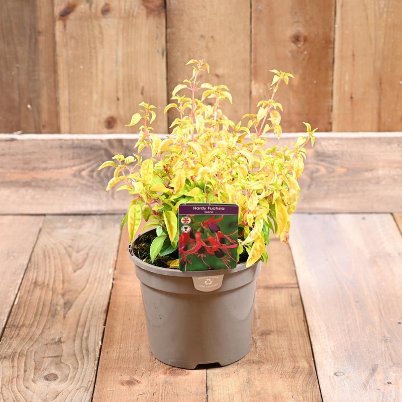 Fuchsia Hardy Genii 3 L