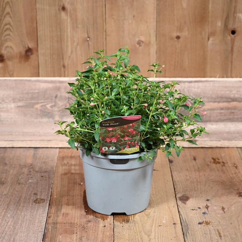 Fuchsia Lady Thumb 2L