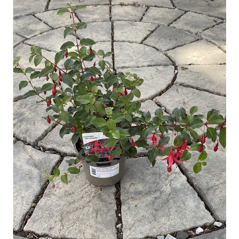 Fuchsia ‘Mrs Popple’ 2L